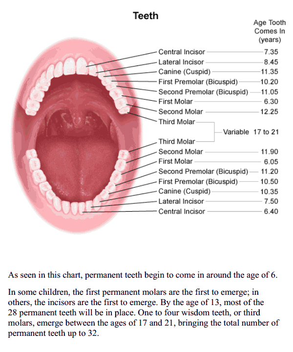 teeth