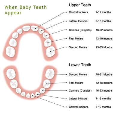 teeth